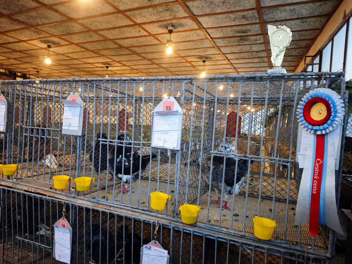 Ocenění holubi na výstavě chovatelů v Bílovci 2026